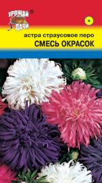 Астра  Страусово перо смесь