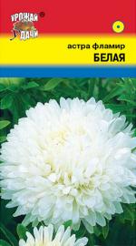 Астра  Фламир белый