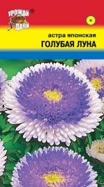 Астра  Японская голубая луна