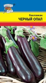 баклажан черный опал