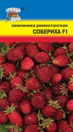 Земляника   ремонтантная  СОБЕРИХА F1