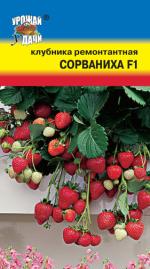 Клубника  СОРВАНИХА F1   ремонтантная