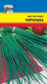 Лук   на перо  ЧЕРНУШКА