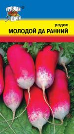 Редис  МОЛОДОЙ ДА РАННИЙ