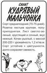 салат кудрявый мальчонка