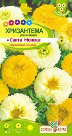 хризантема санта моника