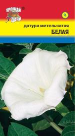 Датура   метельчатая   БЕЛАЯ