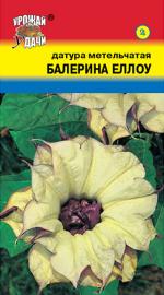 Датура   метельчатая  БАЛЕРИНА ЕЛЛОУ