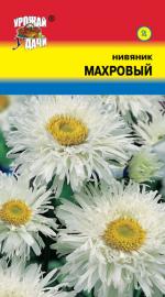 Нивяник   махровый