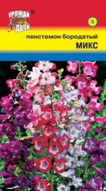 Пенстемон   бородатый  МИКС