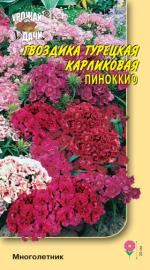Гвоздика   турецкая   ПИНОККИО  карликовая