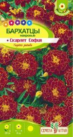 бархатцы скарлет софия