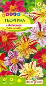 георгина фейерверк