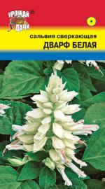 сальвия дварф белая