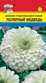 цинния полярный медведь