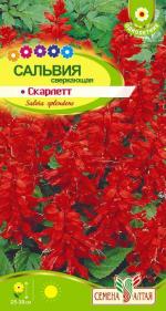 сальвия скарлет