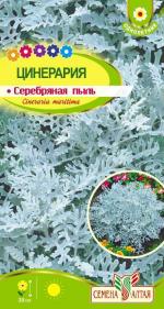 цинерария серебряная пыль