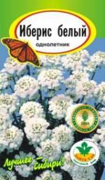 Иберис белый