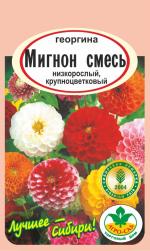 Георгина  Мигнон смесь