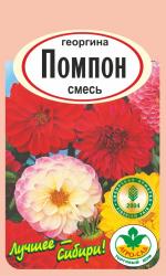 Георгина  Помпон смесь