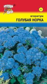 Агератум   ГОЛУБАЯ НОРКА
