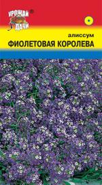 Алиссум   ФИОЛЕТОВАЯ КОРОЛЕВА
