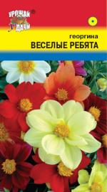 Георгина   ВЕСЕЛЫЕ РЕБЯТА   немахровая