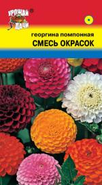 Георгина   помпонная   СМЕСЬ ОКРАСОК
