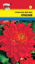 Георгина   Фигаро   КРАСНАЯ