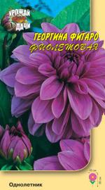 Георгина   Фигаро   ФИОЛЕТОВАЯ