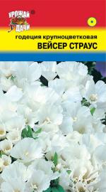 Годеция   ВЕЙСЕР СТРАУС   крупноцветковая