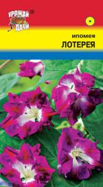 Ипомея   ЛОТЕРЕЯ