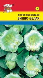 Кобея ВИННО-БЕЛАЯ