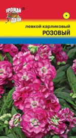 Левкой   карликовый   РОЗОВЫЙ