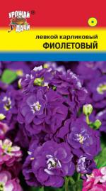 Левкой   карликовый   ФИОЛЕТОВЫЙ