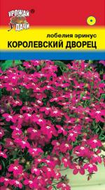 Лобелия  ДВОРЕЦ КОРОЛЕВСКИЙ   эринус