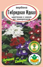 вербена гибридная идеал