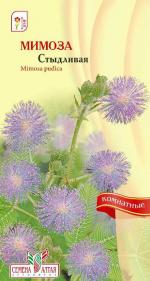 мимоза стыдливая