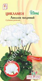 цикламен аполлон махровый