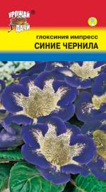 Глоксиния   импресс   СИНИЕ ЧЕРНИЛА