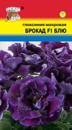 Глоксиния   махровая  БРОКАД F1  БЛЮ