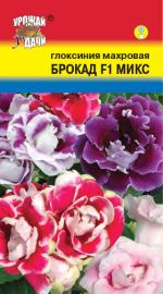 Глоксиния   махровая  БРОКАД F1  МИКС  смесь