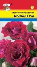 Глоксиния   махровая  БРОКАД F1  РЕД