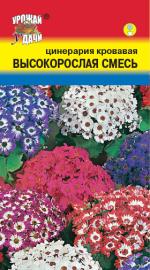 Цинерария   кровавая   ВЫСОКОРОСЛАЯ СМЕСЬ